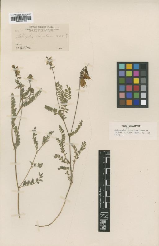 Astragalus potosinus Barneby - BM000931695
