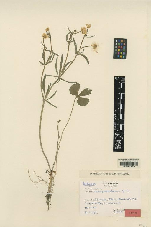 Ranunculus auricomus subsp. campanulatus Julin - BM000613810