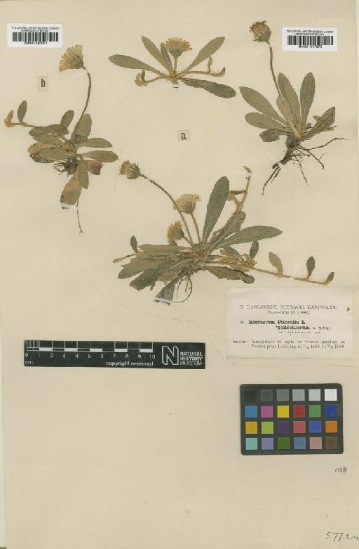 Hieracium pilosella subsp. poliochlorum Dahlst. - BM001047371