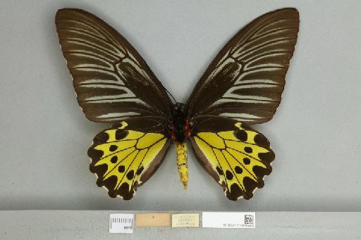 Troides helena cerberus Rothschild, 1895 - 013606465_additional