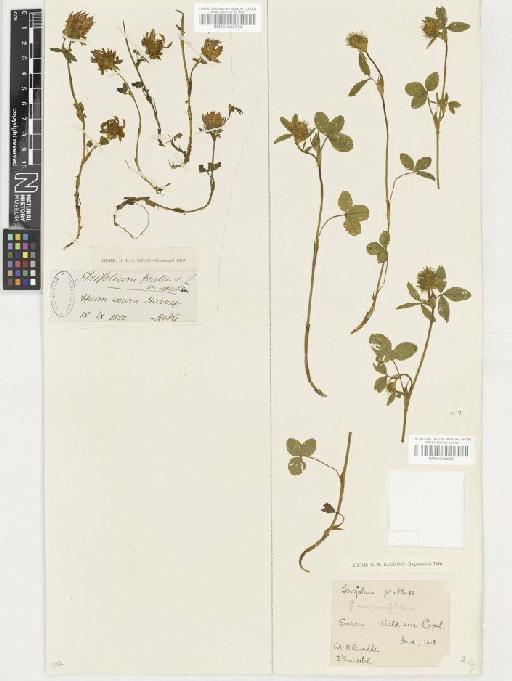 Trifolium pratense L. - BM001036714