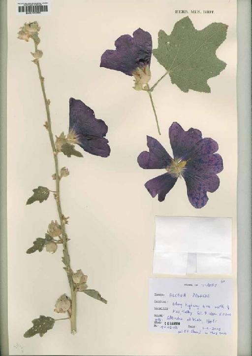 Alcea pallida - BM001000690