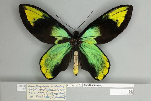 Ornithoptera victoriae epiphanes Schmid, 1970 - 013602761__