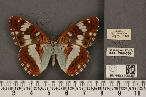 Limenitis camilla (Linnaeus, 1764) - BMNHE_1084389_53502