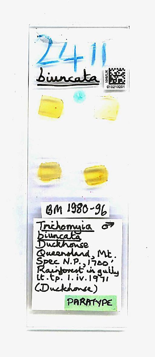 Trichomyia biuncata Duckhouse, 1978 - Trichomyia_biuncata-010210261-slide