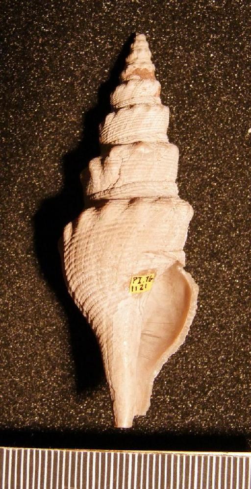 Orthosurcula keelei (Edwards, 1857) - TG 1121. Turricula (Orthosurcula) keelei (specimen 1)