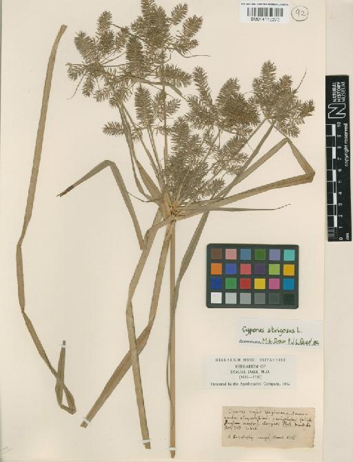 Cyperus strigosus L. - 014115373
