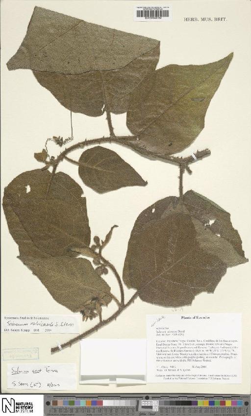 Solanum sect. Torva - BM000948069