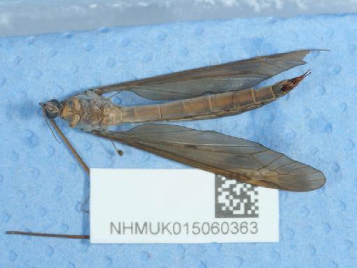Tipula fulvipennis Walker, 1848 - 015060363_3