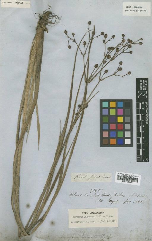 Eryngium lacustre Pohl - BM001008559
