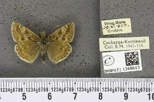 Erynnis tages tages (Linnaeus, 1758) - BMNHE_1348613_157646