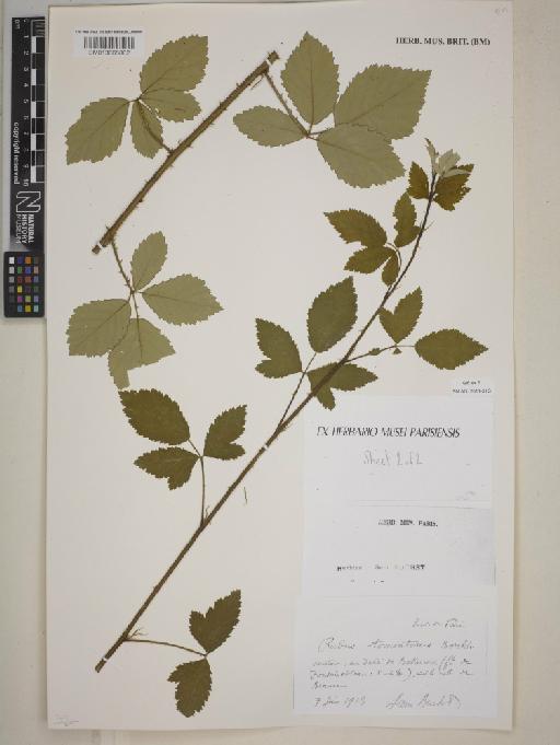 Rubus tomentosus Borkh - BM013865882