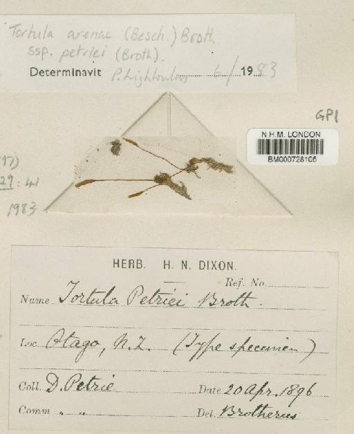 Hennediella arenae var. petriei (Broth. ex Beckett) R.H.Zander - BM000728105