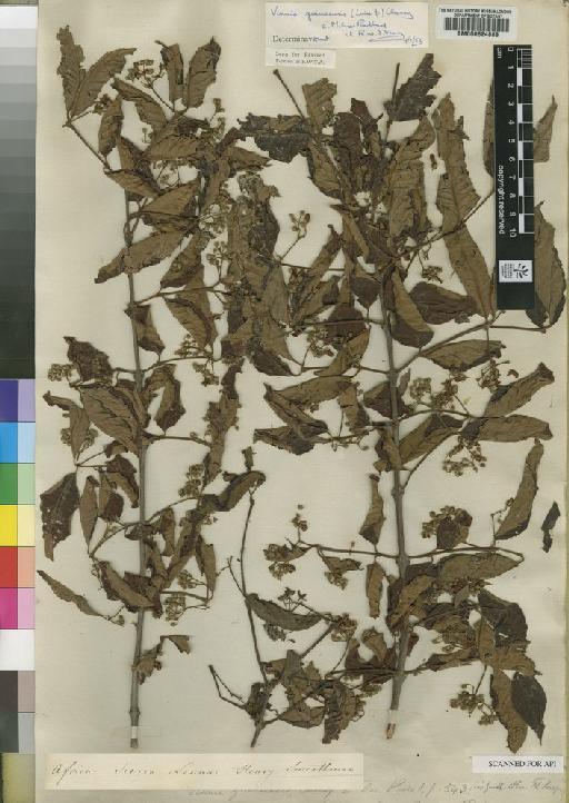 Vismia guianensis (Aubl.) Choisy - BM000624888