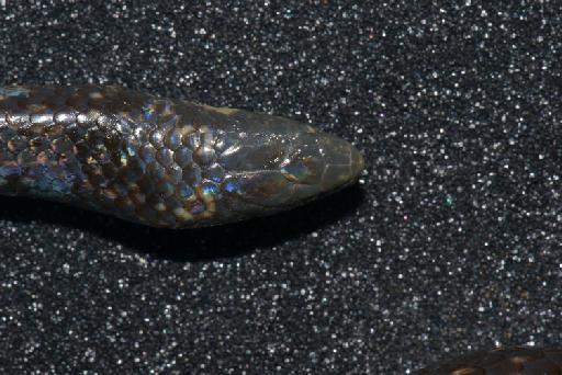 Atractus ventrimaculatus Boulenger, 1905 - Image of specimen 1946.1.5.14