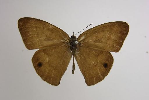 Euptychia rogersi Godman & Salvin, 1878 - BMNH(E)_ 1266995_Cyllopsis_(Euptychia)_rogersi_Godman & Salvin_HT_male_ (2)