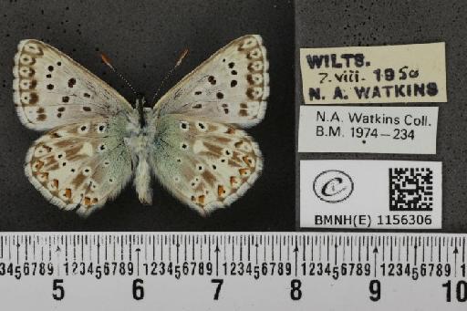Lysandra coridon ab. alboradia Bright & Leeds, 1938 - BMNHE_1156306_107463