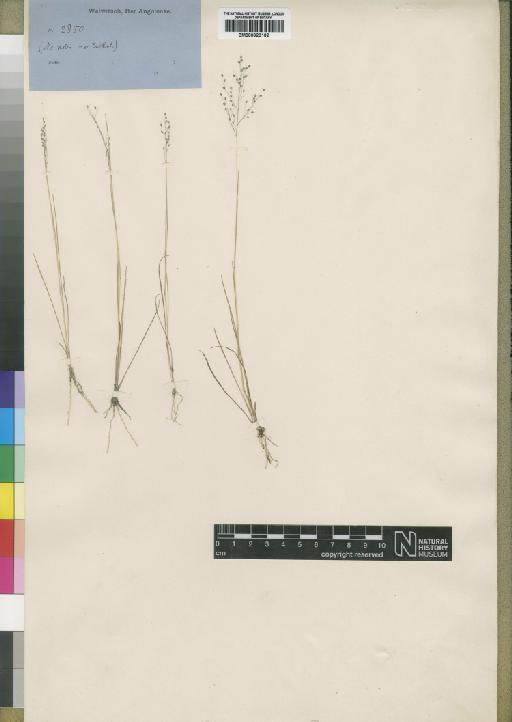 Panicum brazzavillense Franch. - BM000923102