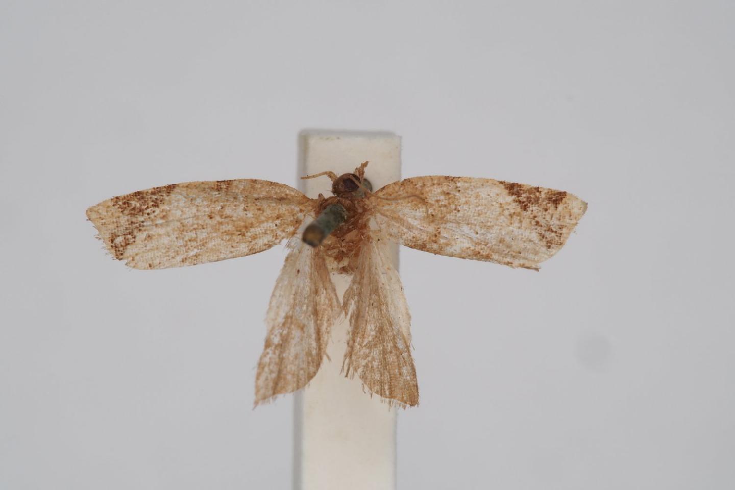 Neocalyptis affinisana thumbnail