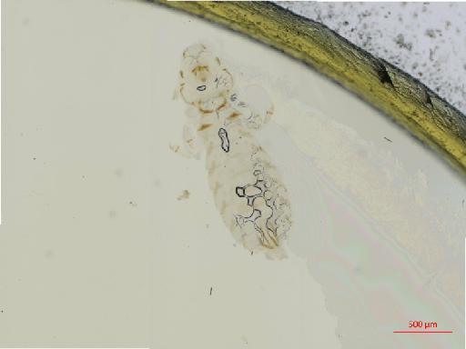 Quadraceps eugrammicus lineatus Piaget, 1880 - 010687629__2017_08_10-Scene-2-ScanRegion1