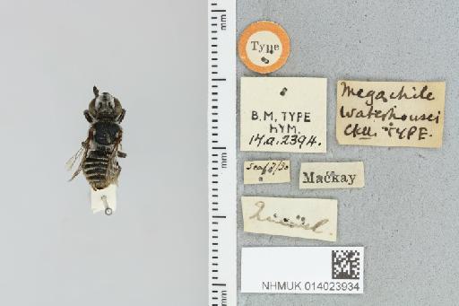 Megachile waterhousei Cockerell, 1906 - 014023934_835604_1653403-