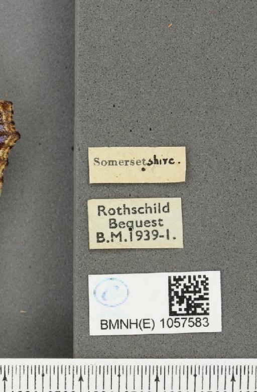 Aglais urticae (Linnaeus, 1758) - BMNHE_1057583_label_47216
