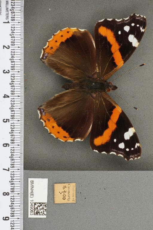 Vanessa atalanta (Linnaeus, 1758) - BMNHE_1049063_44380
