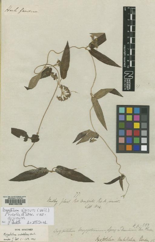 Oxypetalum alpinum var. alpinum (Vell.) Fontella & Schw. - BM000630055