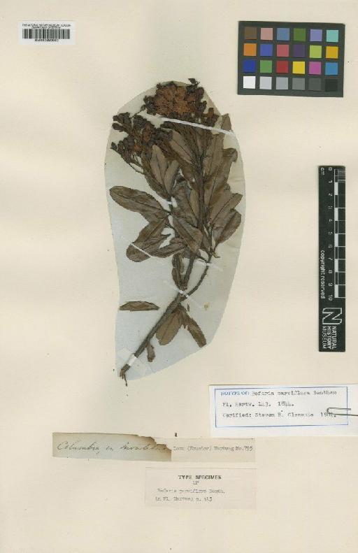 Bejaria glauca var. coarctata (Bonpl.) Mansf. & Sleumer - BM000993663