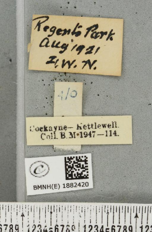 Ennomos quercinaria (Hufnagel, 1767) - BMNHE_1882420_label_441801