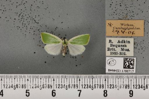 Earias clorana (Linnaeus, 1761) - BMNHE_1700717_296957