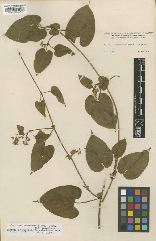 Cynanchum racemosum var. racemosum (Jacq.) Jacq. - BM000547003