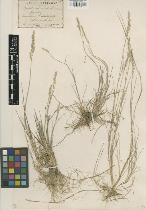 Agrostis sabulicola Sennen - BM001134119