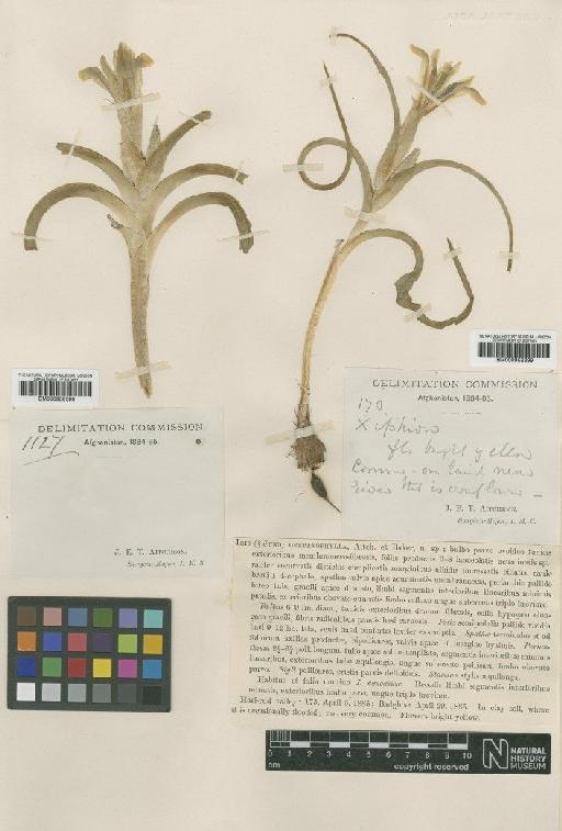 Iris drepanophylla Aitch. & Baker - BM000958399