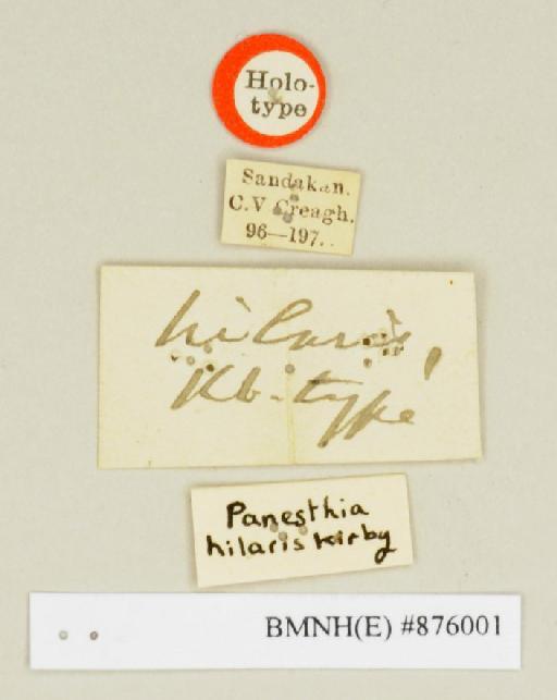 Panesthia hilaris Kirby, 1903 - Panesthia hilaris Kirby, 1903, female, holotype, labels. Photographer: Edward Baker. BMNH(E)#876001