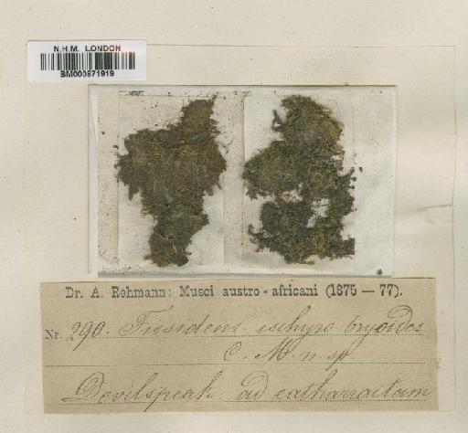 Fissidens rufescens Hornsch. - BM000871919