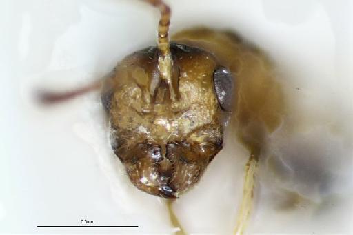 Gnathophorisca monstrosus Hedqvist, 1969 - Gnathophorisca monstrosus Hedqvist, 1969 #1414602 Hym Type 5.4725 Male face