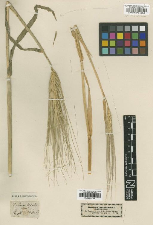 Hordeum vulgare L. - BM001067335