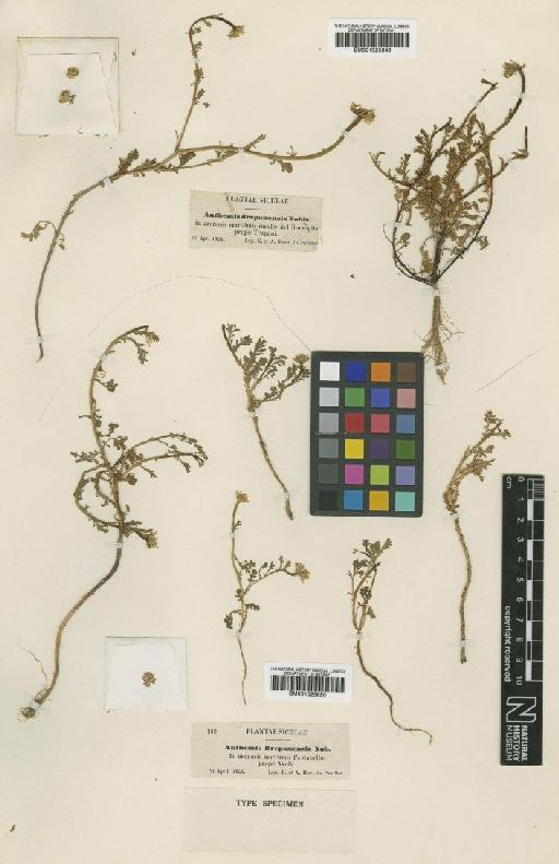 Anthemis secundiramea subsp. intermedia (Guss.) Fernandes - BM001025849