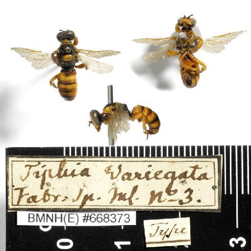 Tiphia variegata Fabricius, 1781 - Tiphia_variegata-BMNH(E)#668373-type-habiti