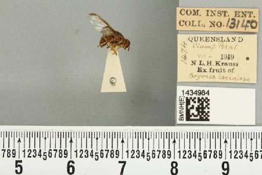 Bactrocera (Bactrocera) bryoniae (Tryon, 1927) - BMNHE_1434984_28449