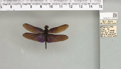 Rhyothemis pygmaea (Brauer, 1867) - 011253102_804002_1256856_2