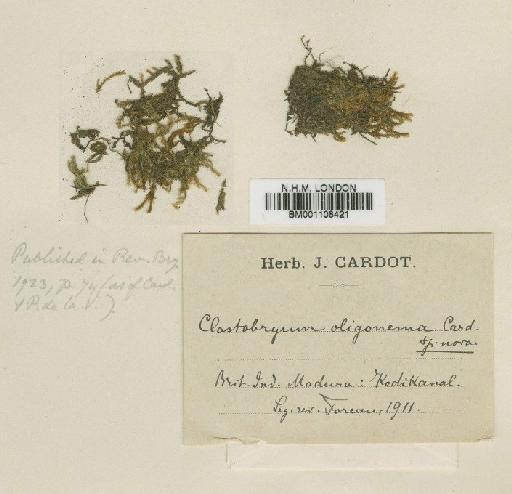 Clastobryum oligonema Cardot & P.de la Varde - BM001108421