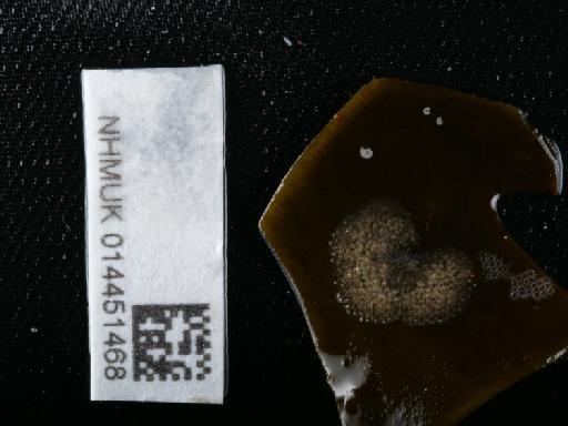 Celleporella hyalina - 014451468_01