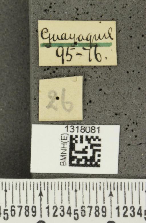 Cosmogramma (Chromodora) kinbergi (Boheman, 1858) - BMNHE_1318081_label_17344