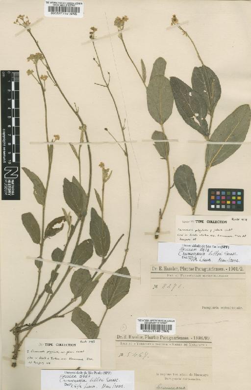 Crumenaria lilloi Suess. - BM000591140