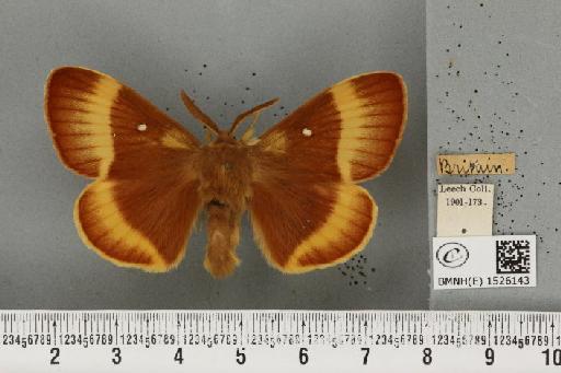 Lasiocampa quercus quercus (Linnaeus, 1758) - BMNHE_1526143_194764