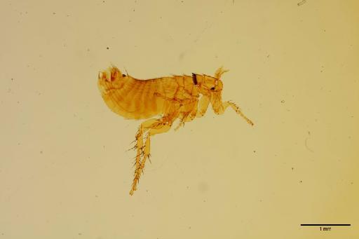 Ceratophyllus fionnus Usher, 1968 - 014245675_Ceratophyllus_fionnus_Holotype_whole specimen