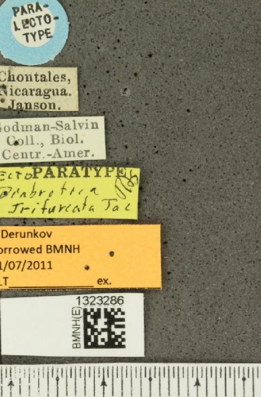 Diabrotica trifurcata Jacoby, 1887 - BMNHE_1323286_label_20179