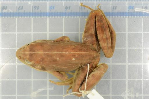 Ptychadena cooperi - 1947.2.1.7_Image001